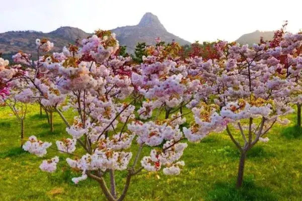 樱花的花语是什么