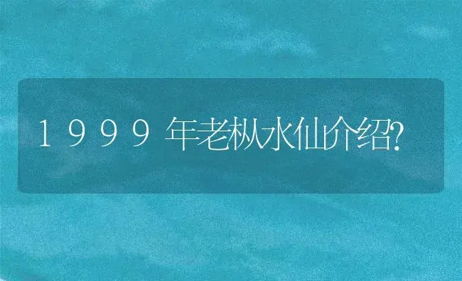 1999年老枞水仙介绍？ | 绿植常识