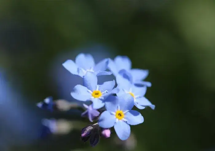 勿忘我的花语：永恒的爱，永不变的心