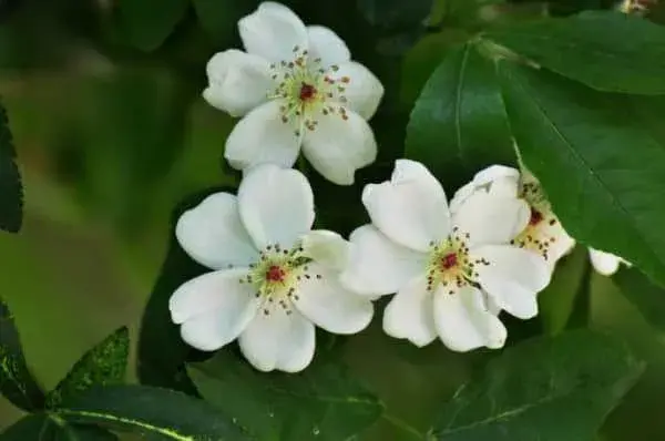 荼蘼花的花语 荼蘼花的养殖方法