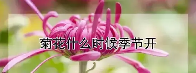 菊花什么时候季节开