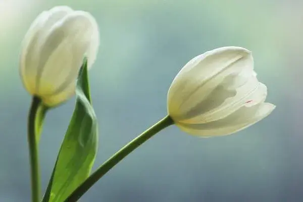 郁金香花语，不同颜色的郁金香花语不同