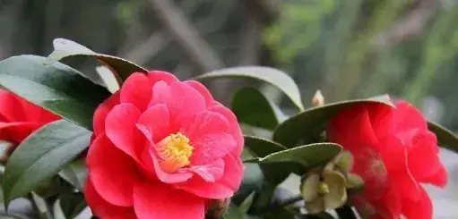 茶花花语是什么（爱慕、谦让）