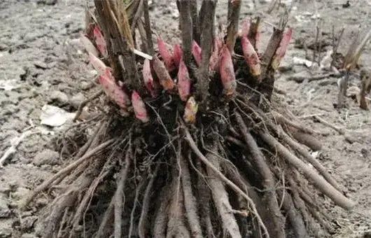 芍药根想要来年冬天发芽，可以这样种！