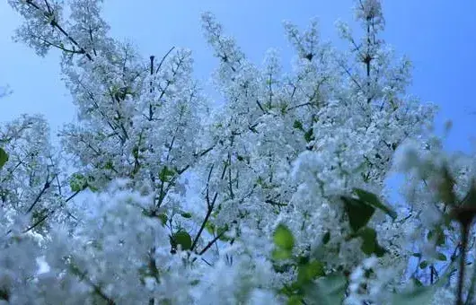 丁香种子有哪些常见品种推荐