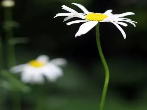 白晶菊的花语