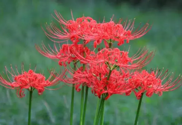 红色彼岸花的花语，来自地狱的召唤(死亡之花)_花语大全