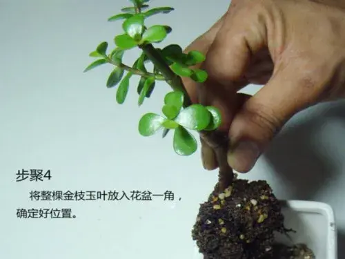 花卉果蔬盆景 | 金枝玉叶种植方法