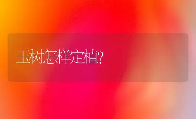 玉树怎样定植？ | 多肉养殖