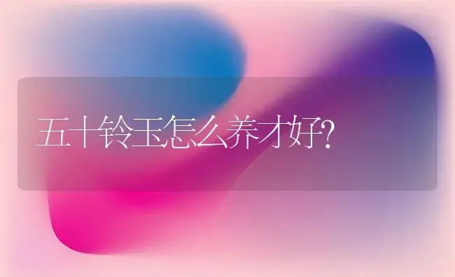 五十铃玉怎么养才好？ | 家庭养花