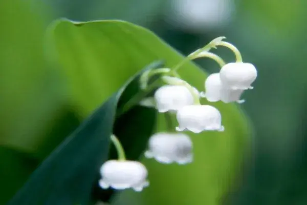 铃兰花的花语