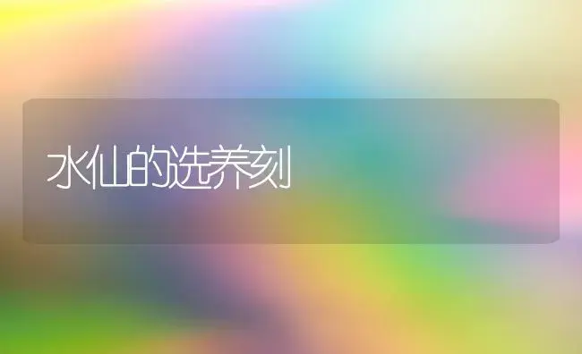 水仙的选养刻 | 家庭养花