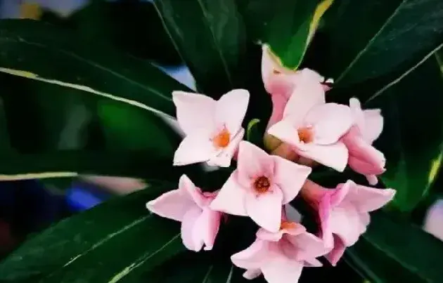 金边瑞香什么时候开花？花期有多长？