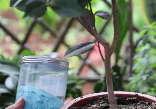 盆景养护管理 | 茶花花期出现烂根怎么处理