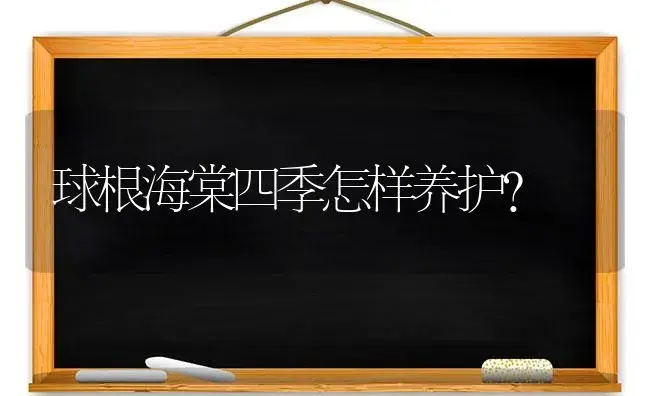 球根海棠四季怎样养护？ | 绿植常识