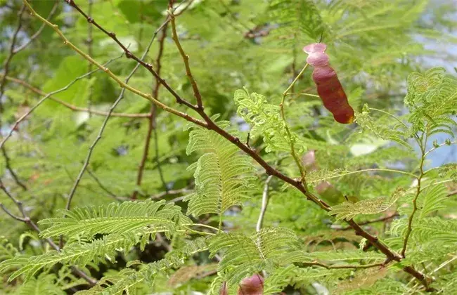 儿茶的种植技术