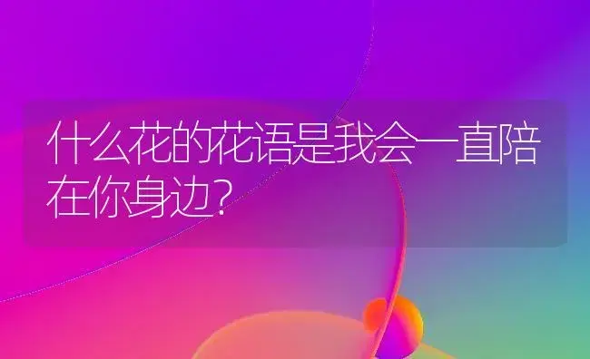 什么花的花语是我会一直陪在你身边？ | 绿植常识