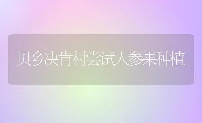 贝乡决肯村尝试人参果种植 | 果木种植