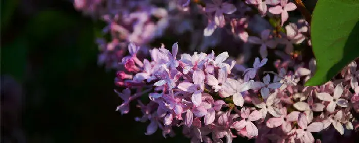 丁香花花语 丁香花花语寓意