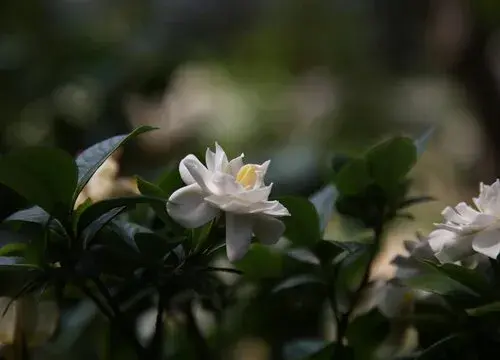 表示友谊的花 花语是友谊的花