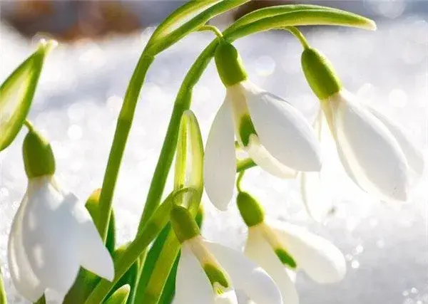 雪滴花几月开花 雪滴花的花语和传说