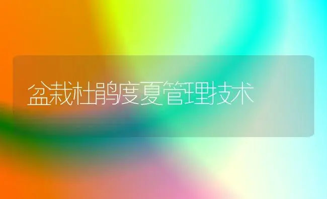 盆栽杜鹃度夏管理技术 | 家庭养花