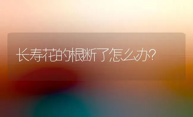 长寿花的根断了怎么办？ | 多肉养殖
