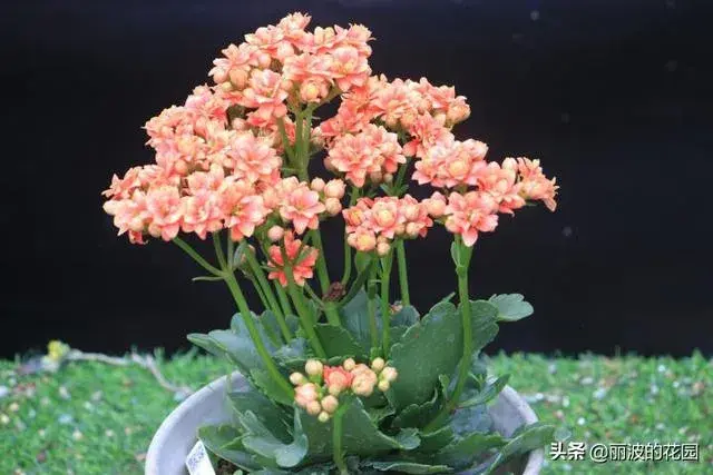 k41长寿花什么色？