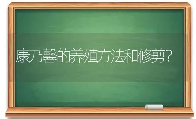 康乃馨的养殖方法和修剪？ | 绿植常识