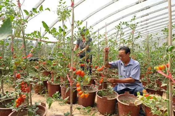 花卉果蔬盆景 | 樱桃番茄的盆栽技术