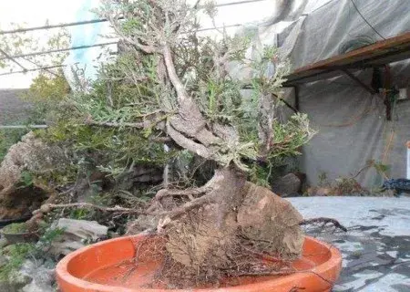 树木盆景 | 崖柏盆景种植方法