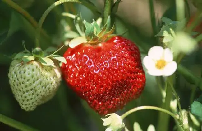 草莓种苗培育技术