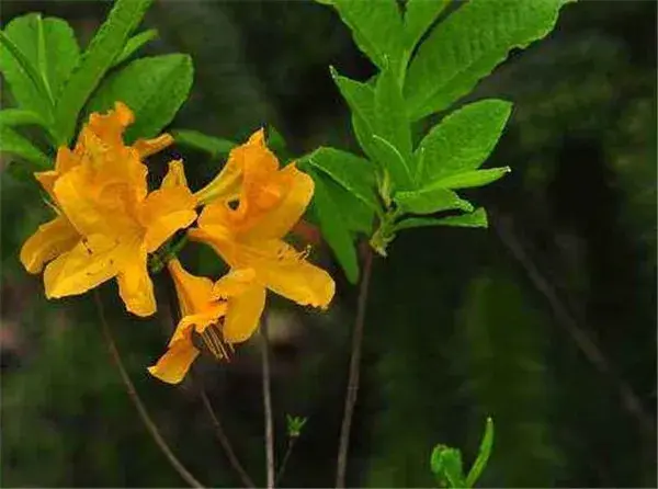 踯躅的功效与作用 踯躅花的花期花语