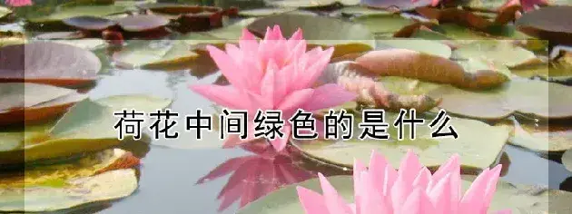 荷花中间绿色的是什么