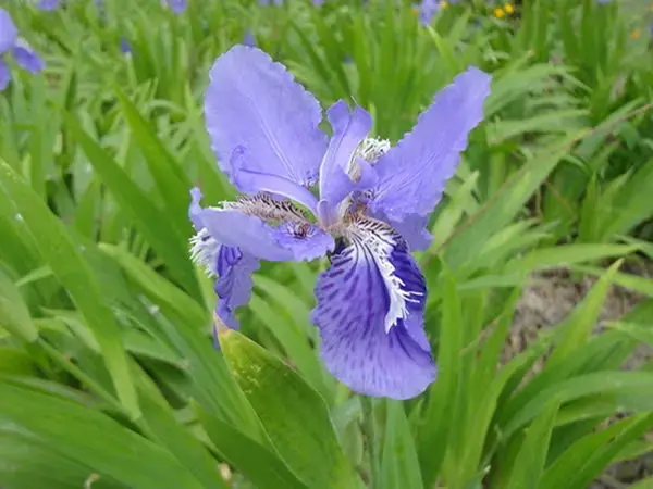 鸢尾花花语大全有哪些？