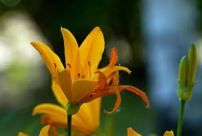 萱草的养殖方法，萱草花语