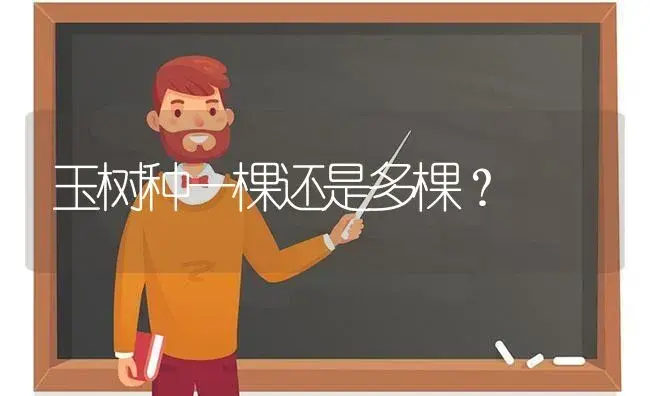 玉树种一棵还是多棵？ | 多肉养殖