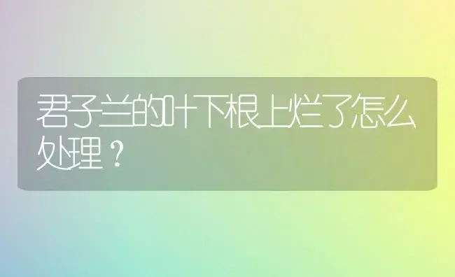 君子兰的叶下根上烂了怎么处理？ | 绿植常识