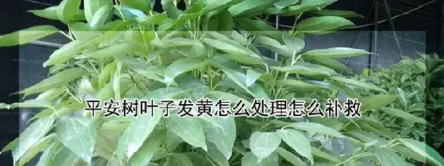 平安树叶子发黄怎么处理怎么补救