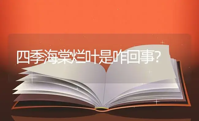 四季海棠烂叶是咋回事？ | 绿植常识