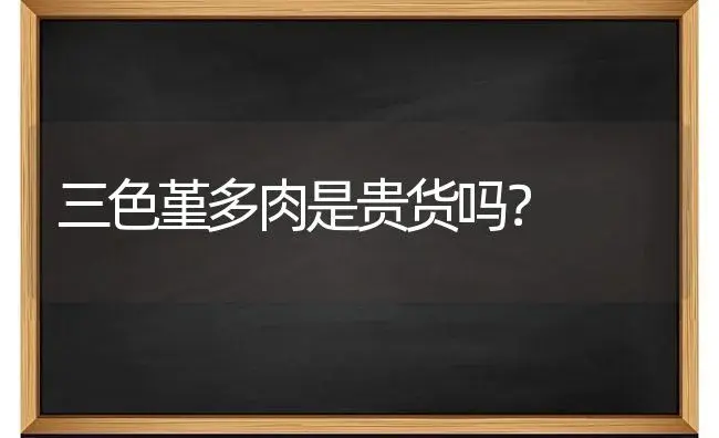 三色堇多肉是贵货吗？ | 绿植常识