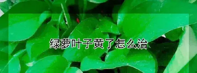 绿萝叶子黄了怎么治