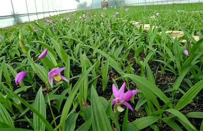 白芨施肥时间与办法