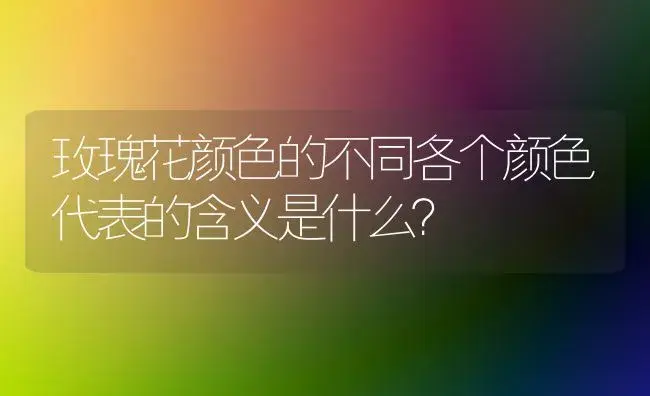 玫瑰花颜色的不同各个颜色代表的含义是什么？ | 绿植常识