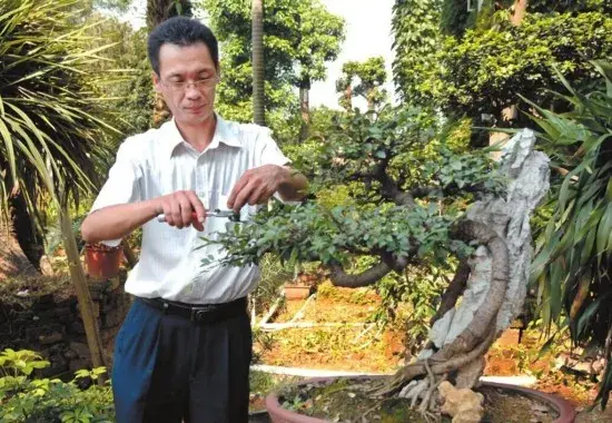 盆栽修剪 | 树桩盆景修剪技术