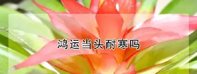 鸿运当头耐寒吗