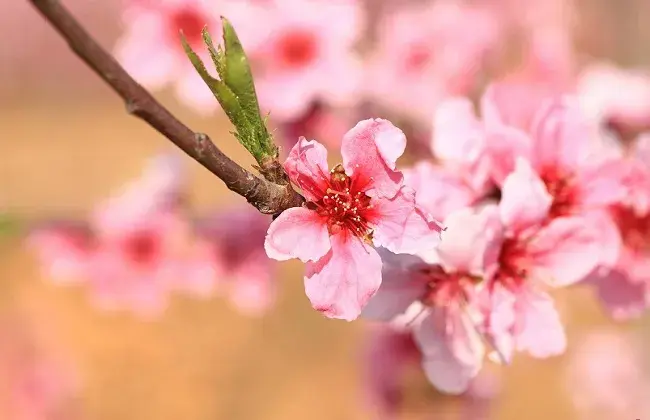 桃花夏天怎样修剪