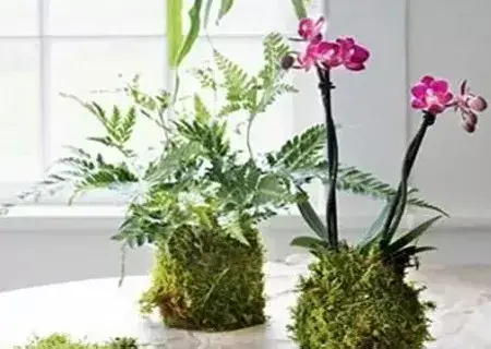 盆景制作 | 苔玉球盆景DIY自制方法图解