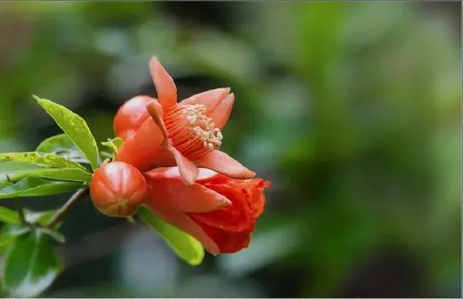 石榴花的养护办法