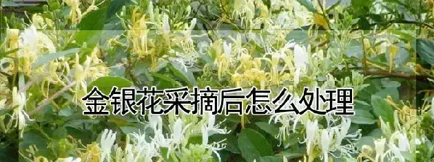 金银花采摘后怎么处理